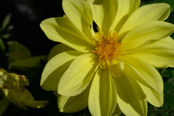 庭の黄色い花を間近で見て — ストック写真