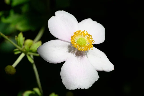 Flor Branca Close Conceito Verão — Fotografia de Stock