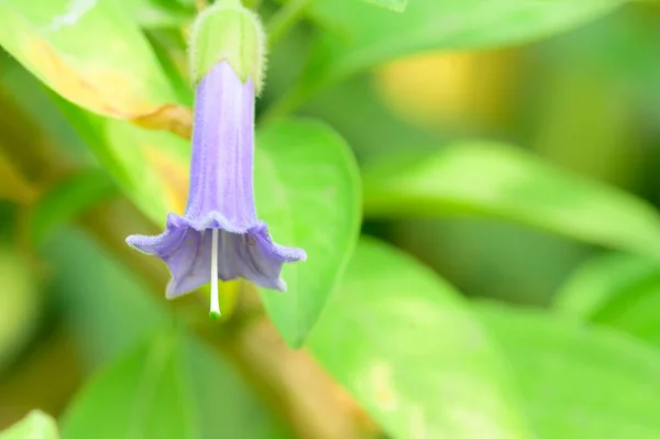 Schöne Lila Blume Garten — Stockfoto