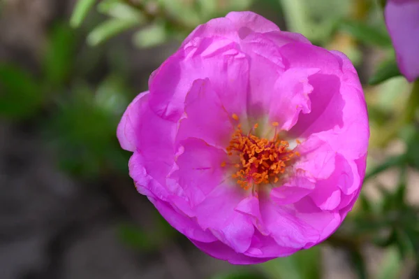 庭のピンクの花をよく見ると — ストック写真
