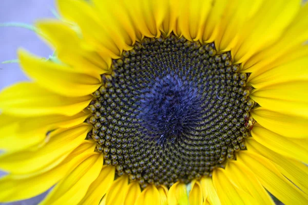 Gelbe Sonnenblume Garten Nahaufnahme — Stockfoto