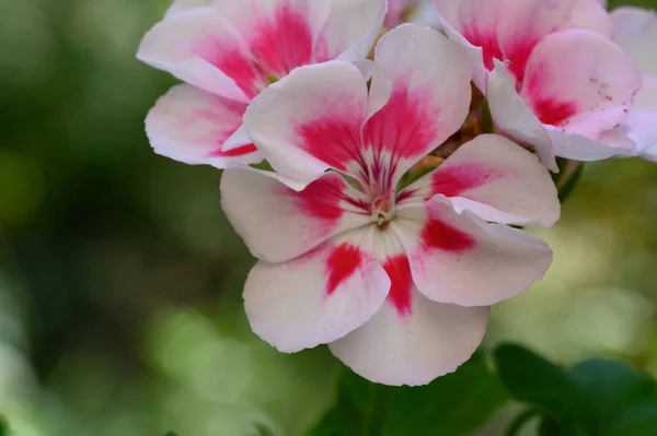 Красивые Цветы Растущие Открытом Воздухе Саду Вид Крупным Планом — стоковое фото