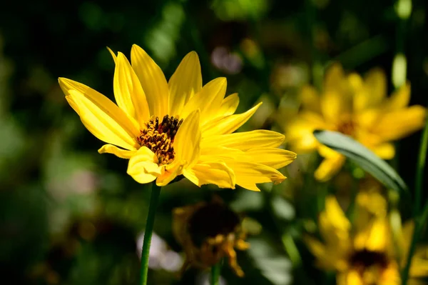 Fleurs Jaunes Dans Jardin Vue Rapprochée — Photo