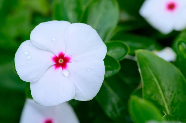 Белый Цветы Крупным Планом Летняя Концепция — стоковое фото