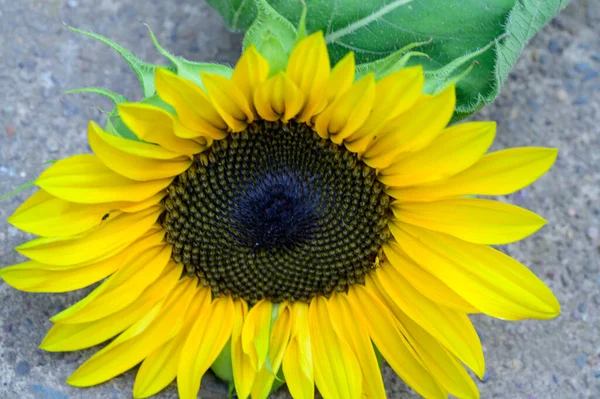 Tournesol Jaune Dans Jardin Gros Plan — Photo