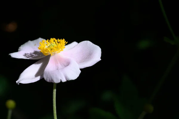 Flor Branca Close Conceito Verão — Fotografia de Stock