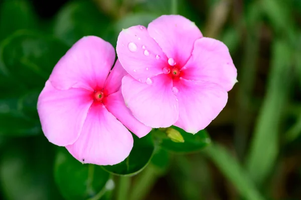 庭の美しいピンク色の花のクローズ アップ — ストック写真