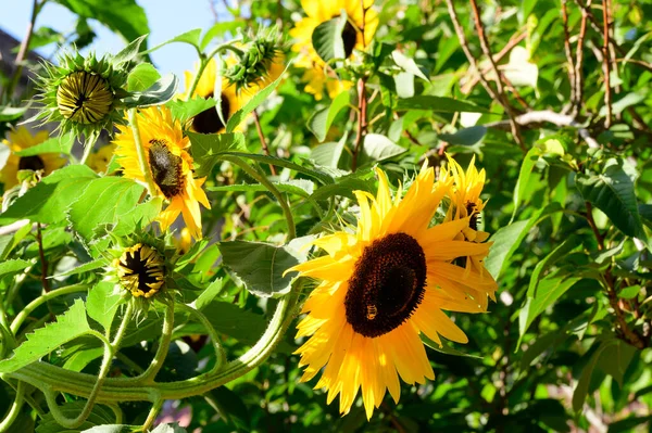 Κίτρινα Ηλιοτρόπια Στον Κήπο Κοντινή Θέα — Φωτογραφία Αρχείου