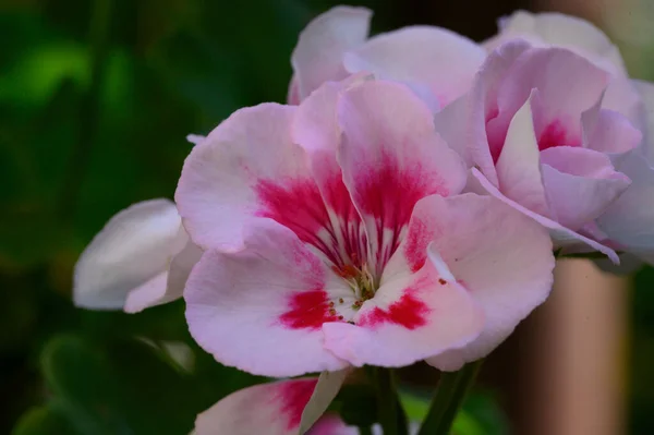 Beautiful Flowers Growing Outdoor Garden Closeup View — Stock Photo, Image