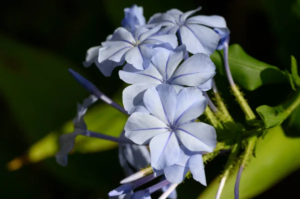 Hermosas Flores Que Crecen Aire Libre Jardín Vista Cerca —  Fotos de Stock