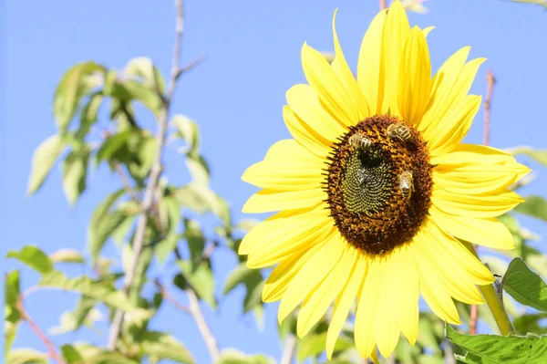 Gelbe Sonnenblumen Garten Nahsicht — Stockfoto