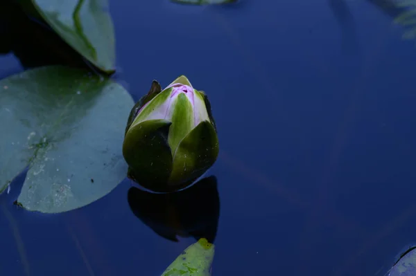 Vacker Rosa Lotusblomma Dammen — Stockfoto