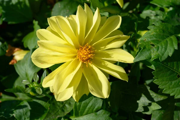 Желтый Цветок Саду Крупный План — стоковое фото