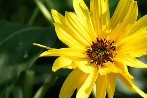 Flor Amarilla Jardín Vista Cerca — Foto de Stock