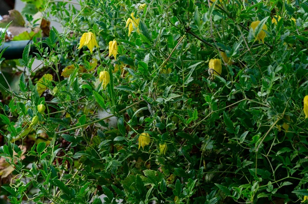 Sárga Virágok Kertben Közelről — Stock Fotó