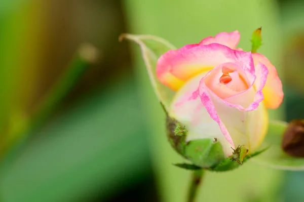 Close Beautiful White Yellow Pink Rose Flower — Stock Photo, Image
