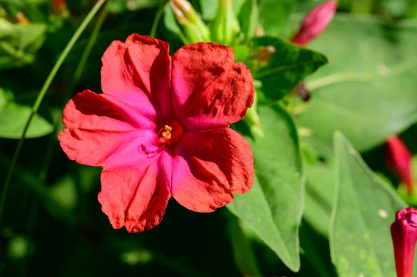 Zblízka Pohled Růžový Květ Zahradě — Stock fotografie