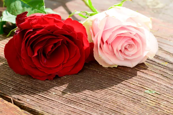Krásné Růže Zblízka Pohled Dřevěné Pozadí — Stock fotografie