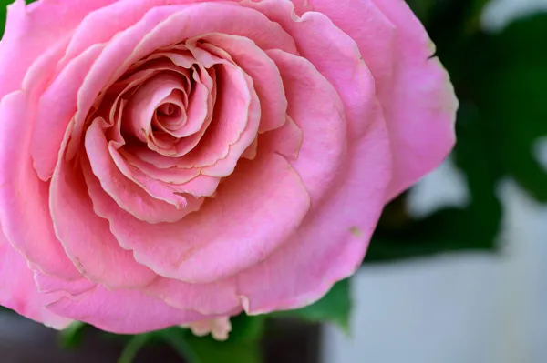 Schöne Rosa Rose Nahaufnahme — Stockfoto