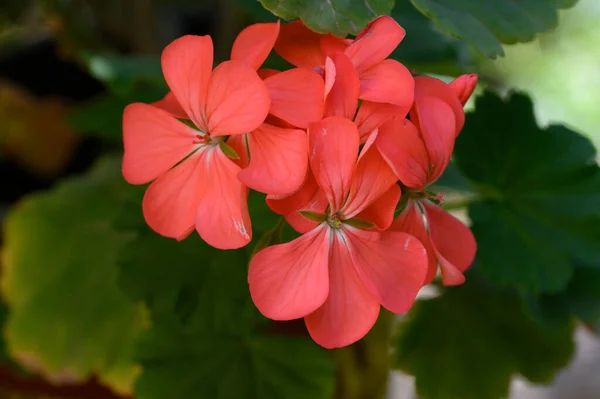 Vackra Blommor Växer Utomhus Trädgården Närbild — Stockfoto