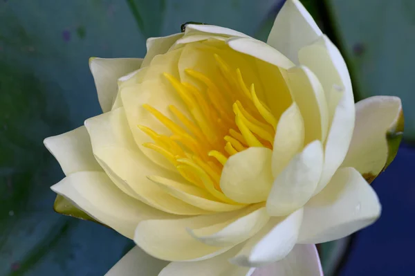 Beautiful White Water Lily Pond — Stock Photo, Image