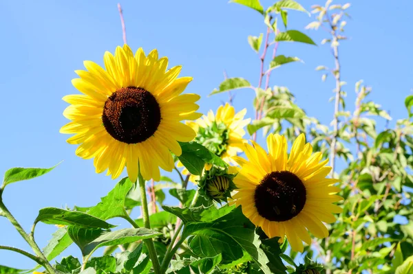Yellow Sunflowers Garden Close View — Stock Photo, Image