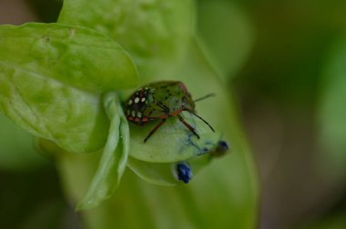 Yeşil çiçekteki böcek bahçedeki bahçeyi terk eder, yakın plan görüntüsü 