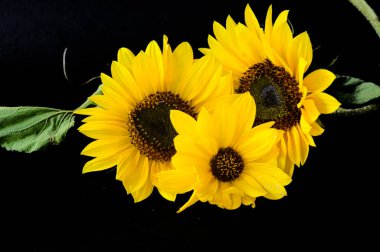 Koyu arkaplanda güzel ayçiçekleri