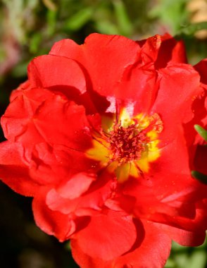 Güzel kırmızı çiçek yakın