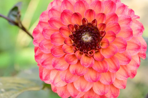 Kırmızı Yıldız Çiçeği Yakın Görüş — Stok fotoğraf