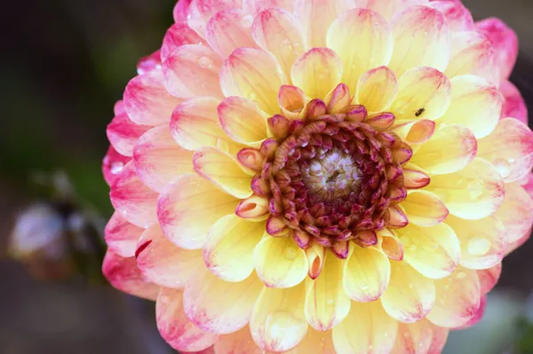 ピンクと黄色のダリアの花を間近で見ることができ — ストック写真
