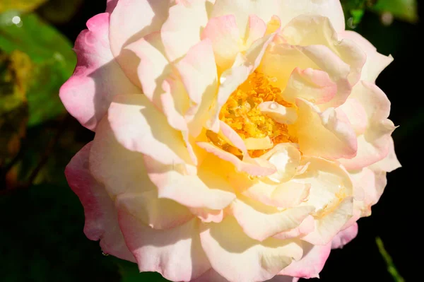 花园里美丽的玫瑰 近景尽收眼底 — 图库照片