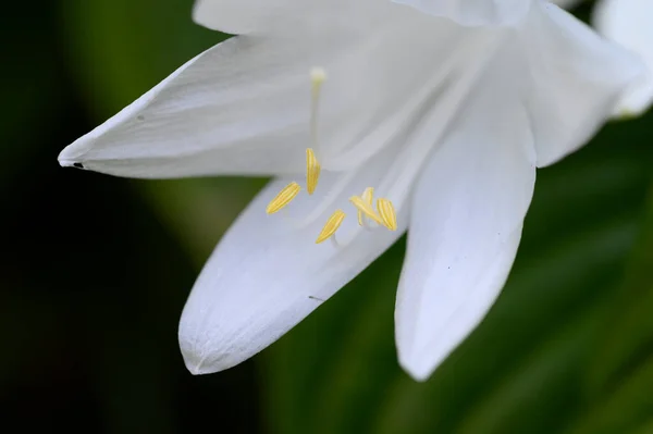 Weiße Blüten Nahaufnahme Sommerkonzept — Stockfoto