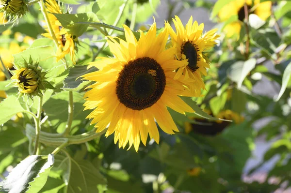 Beautiful Botanical Shot Sunflowers Field — Stock Photo, Image