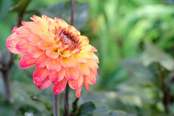 Fleur Dahlia Rose Jaune Vue Rapprochée — Photo