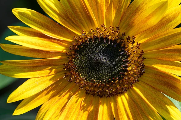Beautiful Sunflower Growing Outdoor Garden Closeup View — Stock Photo, Image