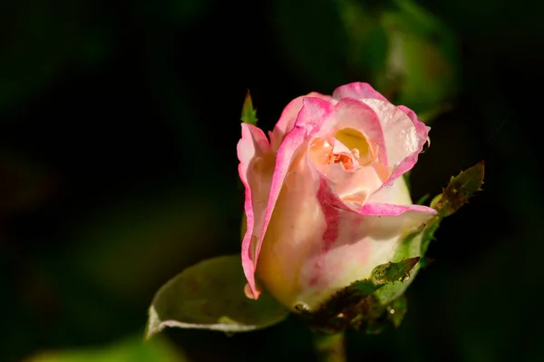 Bela Rosa Jardim Vista Perto — Fotografia de Stock