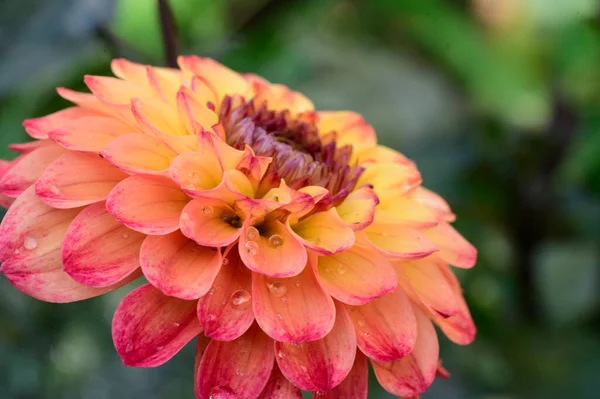 Pembe Sarı Yıldız Çiçeği Yakın Görüş — Stok fotoğraf