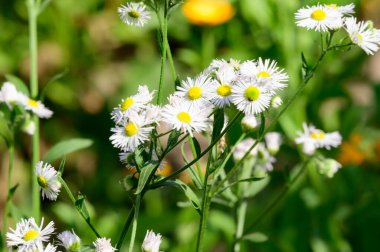Güneşli yaz gününde bahçede yetişen güzel çiçekler. 