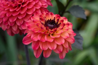 Güneşli yaz gününde bahçede yetişen güzel çiçekler. 