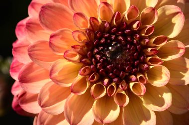 Bahçede büyüyen güzel bir çiçek, yakın çekim manzarası.