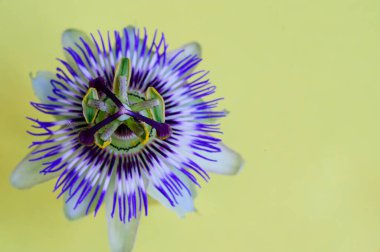 Parlak arkaplanda güzel bir çiçek, yaz konsepti, yakın görüş  