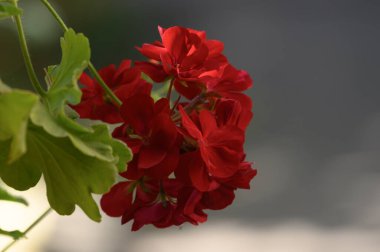 Güneşli yaz gününde bahçede yetişen güzel çiçekler. 