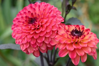 Güneşli yaz gününde bahçede yetişen güzel çiçekler. 