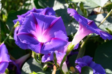 Güneşli yaz gününde bahçede yetişen güzel çiçekler. 