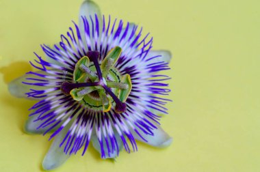 Parlak arkaplanda güzel bir çiçek, yaz konsepti, yakın görüş  