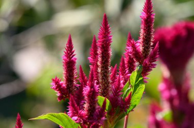 Güneşli yaz gününde bahçede yetişen güzel çiçekler. 