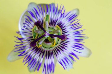 Parlak arkaplanda güzel bir çiçek, yaz konsepti, yakın görüş  