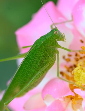 Bahçede büyüyen güzel çiçeklerin üzerinde çekirge, yakın çekim manzarası.