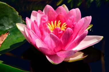 Güzel çiçek açan nilüfer çiçekleri yaz günü gölette büyür. 